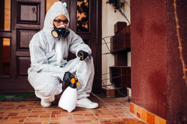 Reliable Wasp Removal contractor in Chesapeake, VA by Show Me Pest Control
